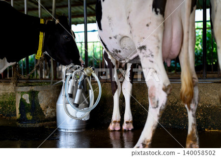 Milking machine beside cow udder in dairy farm barn during milk production Milking machine beside cow udder in dairy farm barn during milk production 140058502
