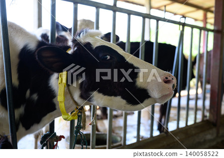 Dairy cow in barn close up, livestock farming and agriculture scene Dairy cow in barn close up, livestock farming and agriculture scene 140058522