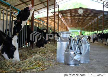Dairy milking equipment and milk cans in cow barn with livestock background 140058523