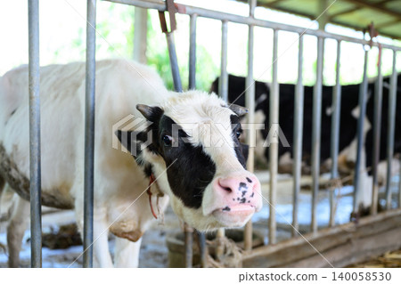 Dairy cow in barn close up, livestock farming and agriculture scene Dairy cow in barn close up, livestock farming and agriculture scene 140058530