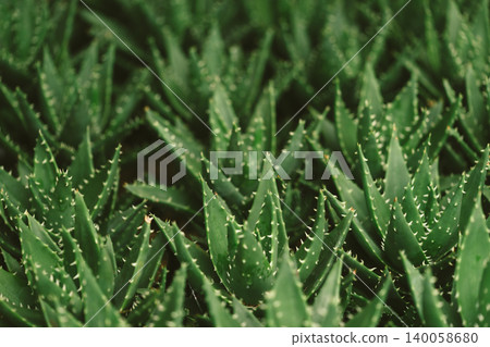 succulents, aloe vera, foliage 140058680