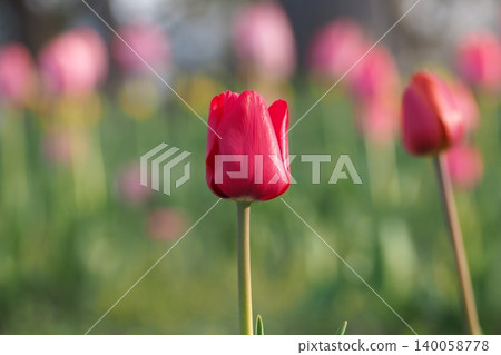 Tulips blooming in the spring flowerbed Tulips blooming in the spring flowerbed 140058778