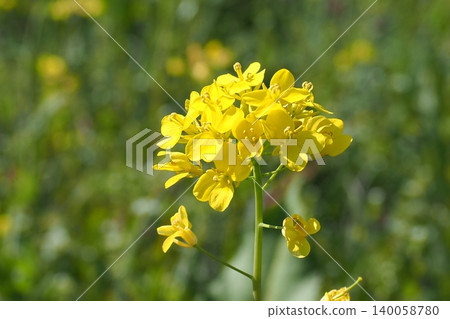 Rape blossoms blooming in the rape field Rape blossoms blooming in the rape field 140058780