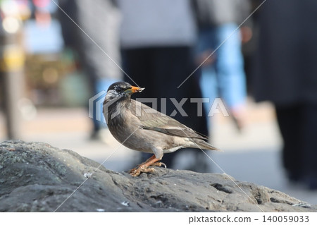 大城市的野生鳥類 140059033