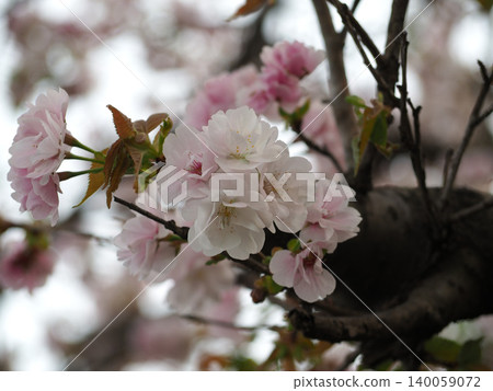 Cherry blossoms in the evening Cherry blossoms in the evening 140059072