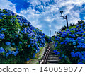Hydrangeas in full bloom along the stairs of National Route 339: Hydrangeas in full bloom spread out on both sides, and stone steps that seem to go on forever. 140059077