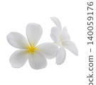 White frangipani flowers isolated on a white background 140059176
