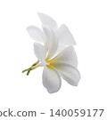 White frangipani flowers isolated on a white background 140059177