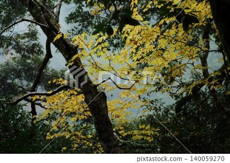 Autumn leaves of Jingo-ji Autumn leaves of Jingo-ji 140059270