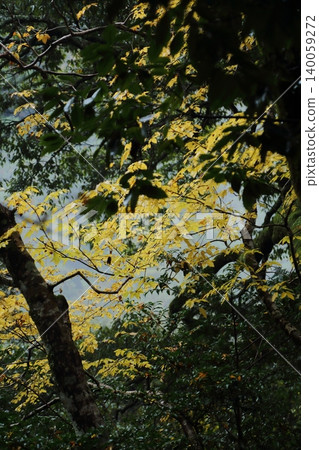 Autumn leaves of Jingo-ji Autumn leaves of Jingo-ji 140059272