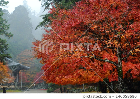 Autumn leaves of Jingo-ji Autumn leaves of Jingo-ji 140059686