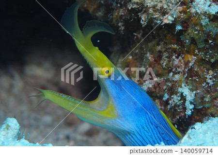 Ribbon eel hiding in a coral reef - underwater photograph Ribbon eel hiding in a coral reef - underwater photograph 140059714