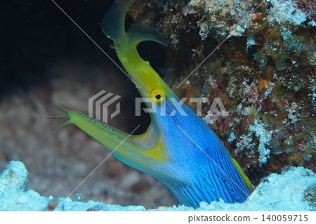 Ribbon eel hiding in a coral reef - underwater photograph Ribbon eel hiding in a coral reef - underwater photograph 140059715