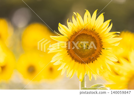 Sunflowers at Gongendo Park in Saitama Prefecture Sunflowers at Gongendo Park in Saitama Prefecture 140059847