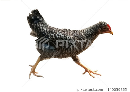 Black chicken isolated on white background Black chicken isolated on white background 140059865