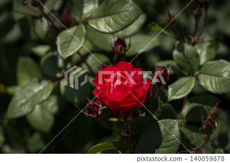 A close-up of a bright red rose in the May sunshine. A close-up of a bright red rose in the May sunshine. 140059878