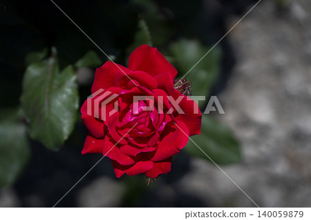 A close-up of a bright red rose in the May sunshine. 140059879