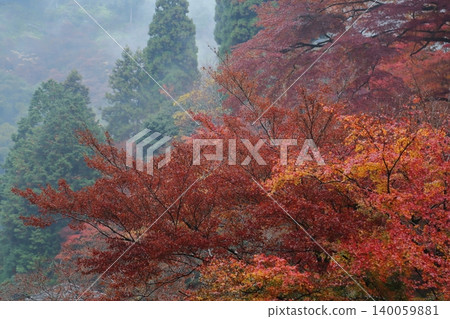 Autumn leaves of Jingo-ji 140059881
