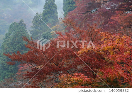 Autumn leaves of Jingo-ji 140059882