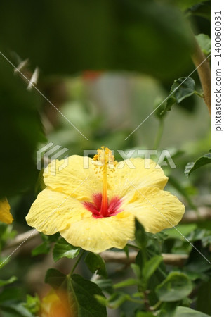 夏日花卉,黃色扶桑花,夏日景色 夏日花卉,黃色扶桑花,夏日景色 140060031