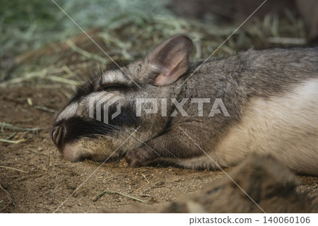 Viscacha Viscacha 140060106