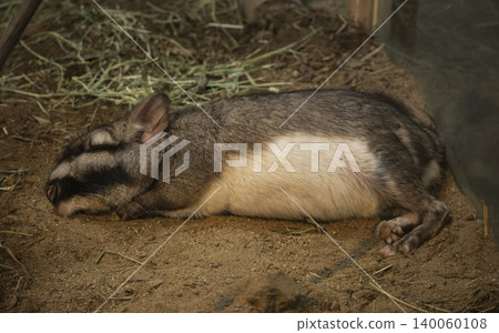 Viscacha Viscacha 140060108