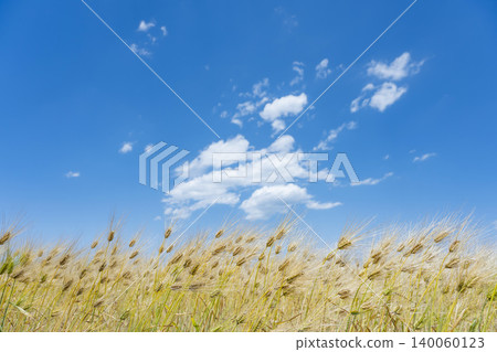 Wheat field barley barley Wheat field barley barley 140060123