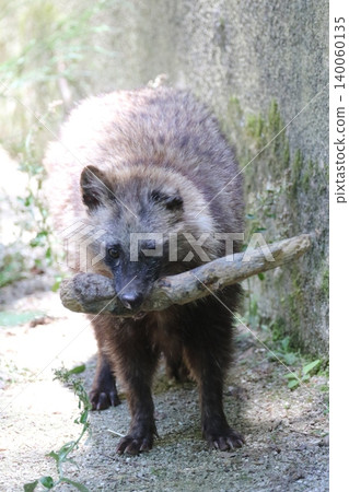 A Japanese raccoon dog carrying a tree branch in its mouth. 140060135