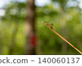 尺蠖 140060137