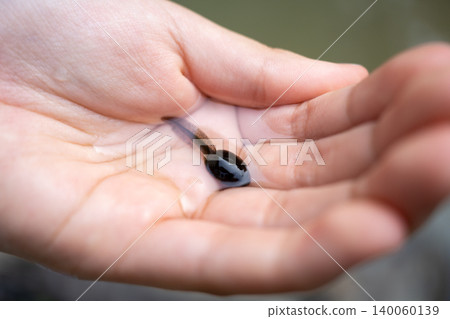 A tadpole on the palm of your hand A tadpole on the palm of your hand 140060139