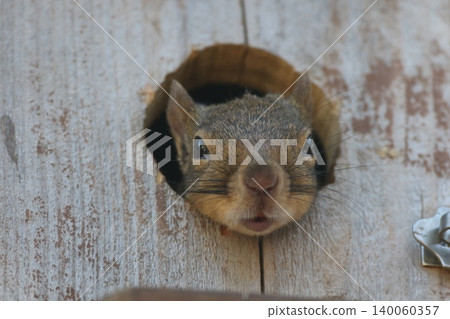 A cute sight of a Japanese squirrel peeking its head out of its nest box. A cute sight of a Japanese squirrel peeking its head out of its nest box. 140060357