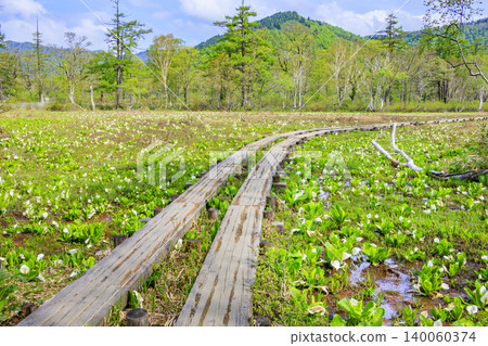 Early summer in Oze: Fresh greenery and blooming skunk cabbages from Yamanohana to Ryugu Early summer in Oze: Fresh greenery and blooming skunk cabbages from Yamanohana to Ryugu 140060374