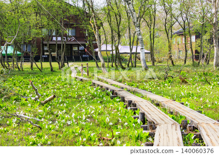 Early summer in Oze: Fresh greenery and blooming skunk cabbages from Yamanohana to Ryugu Early summer in Oze: Fresh greenery and blooming skunk cabbages from Yamanohana to Ryugu 140060376