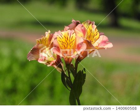 Alstroemeria is a flower often used in bouquets and flower arrangements. Alstroemeria is a flower often used in bouquets and flower arrangements. 140060508