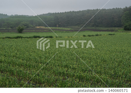 Garlic fields on a plateau shrouded in mist Garlic fields on a plateau shrouded in mist 140060571