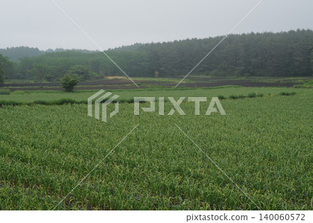 Garlic fields on a plateau shrouded in mist Garlic fields on a plateau shrouded in mist 140060572