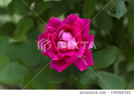 Close-up of pink roses Close-up of pink roses 140060585