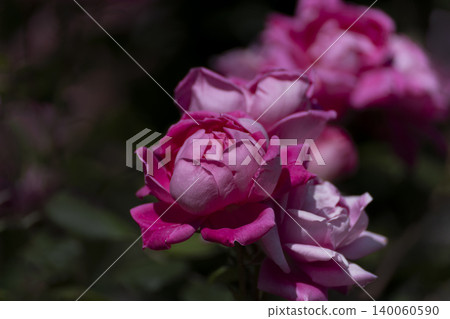粉紅玫瑰的特寫 粉紅玫瑰的特寫 140060590