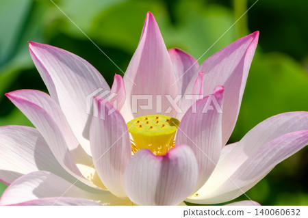 Pink lotus flowers blooming beautifully in the summer sun. Pink lotus flowers blooming beautifully in the summer sun. 140060632