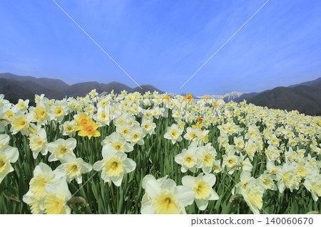 水仙花花和中央阿爾卑斯山 水仙花花和中央阿爾卑斯山 140060670