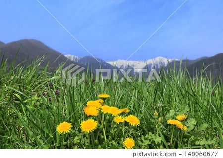 蒲公英與中阿爾卑斯山 蒲公英與中阿爾卑斯山 140060677