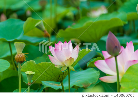 Beautiful pink lotus flowers blooming in the pond in early summer. Beautiful pink lotus flowers blooming in the pond in early summer. 140060705