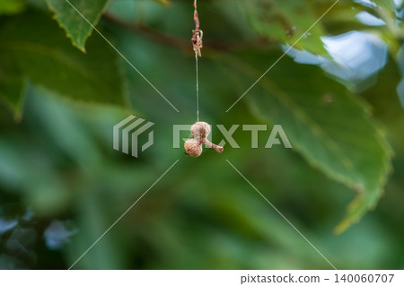 一顆小堅果搖曳著,掛在蜘蛛網上。 一顆小堅果搖曳著,掛在蜘蛛網上。 140060707