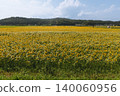 An endless field of sunflowers stretching under the summer sky. 140060956