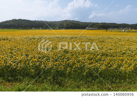 An endless field of sunflowers stretching under the summer sky. An endless field of sunflowers stretching under the summer sky. 140060956