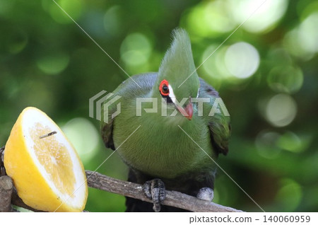 Front view portrait of a Guinea turaco against a lemon and green background. Front view portrait of a Guinea turaco against a lemon and green background. 140060959