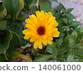 Yellow calendula flower. 140061000