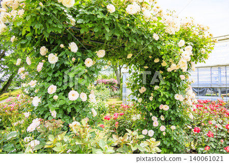 Nakanojo Gardens: Rose Garden in Full Bloom Nakanojo Gardens: Rose Garden in Full Bloom 140061021