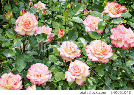 Nakanojo Gardens: Rose Garden in Full Bloom Nakanojo Gardens: Rose Garden in Full Bloom 140061048