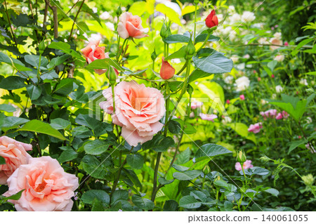 Nakanojo Gardens: Rose Garden in Full Bloom Nakanojo Gardens: Rose Garden in Full Bloom 140061055